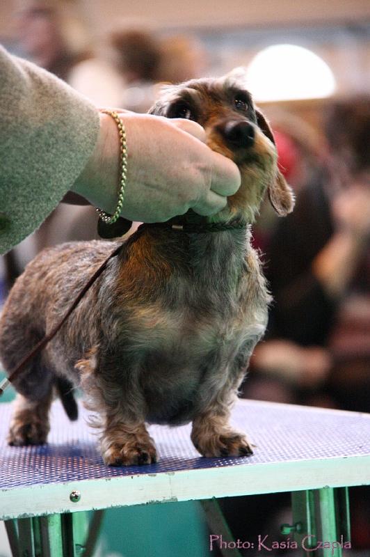 Crufts2011_2 1504.jpg